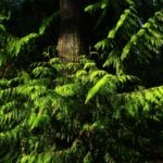 August 2017 Audio Meditation