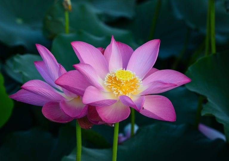 727th Week: Finding Inner Silence