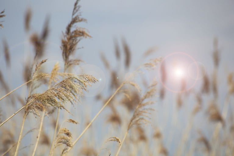 764th Week: Choosing the Focus of Attention—Foreground/Background