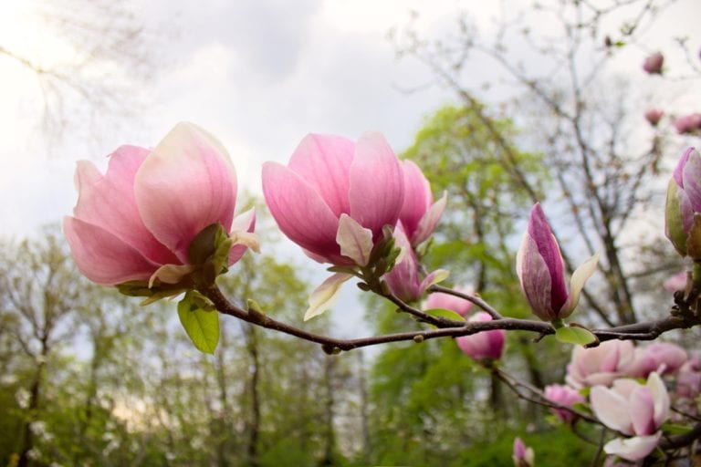 2025 April Meditation
