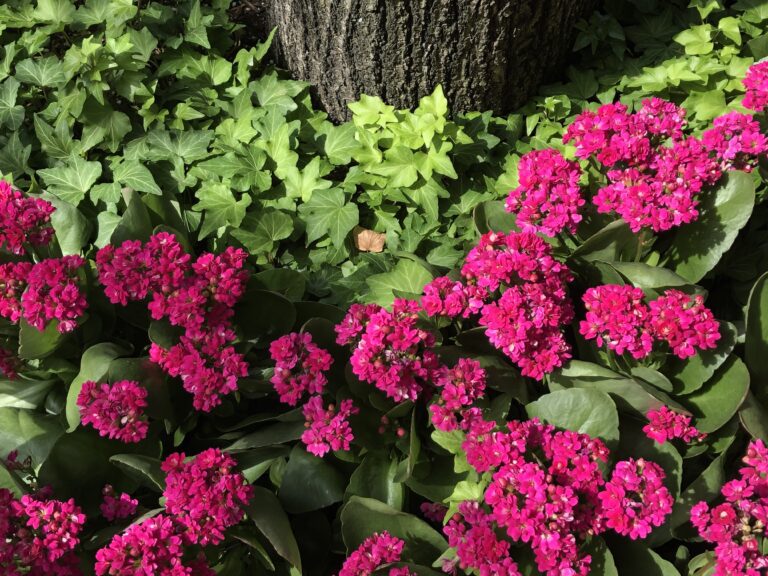 2025 May Meditation